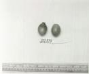 Click for 1 image(s) for this accession. FRUIT